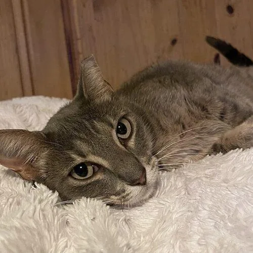 A young medium-sized female Tabby (Gray / Blue / Silver) Domestic Short Hair cat named Luna LuLu Adams for adoption in Tampa, FL