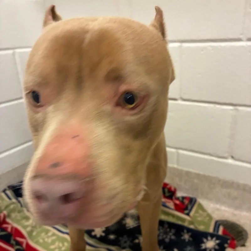 An adult large-sized male Pit Bull Terrier dog named Razor for adoption in Horn Lake, MS