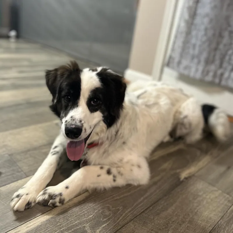 An adult medium-sized female White / Cream Mixed Breed dog named Sylora for adoption in Fredericksburg, VA