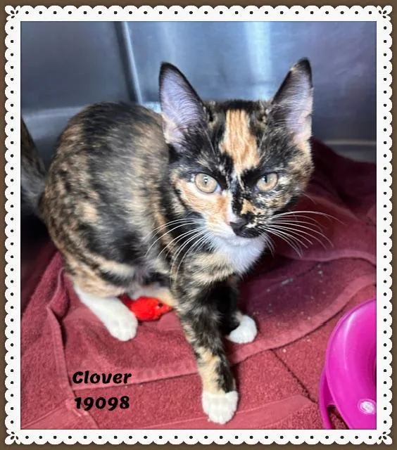 A baby small-sized female Calico Domestic Short Hair cat named Clover for adoption in Marietta, GA