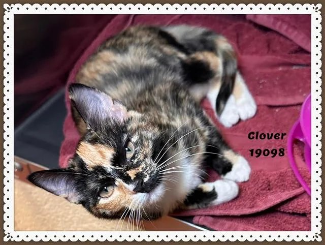 Clover thumbnail 2