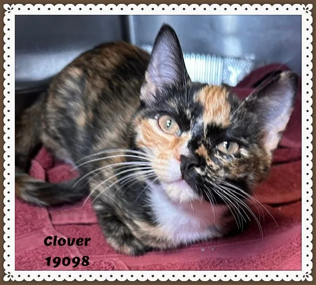 Clover thumbnail 3