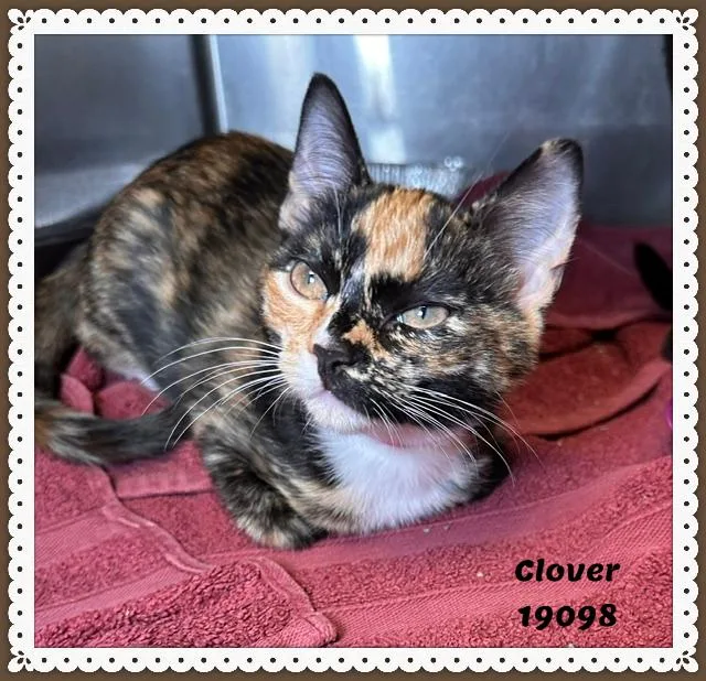 Clover thumbnail 4