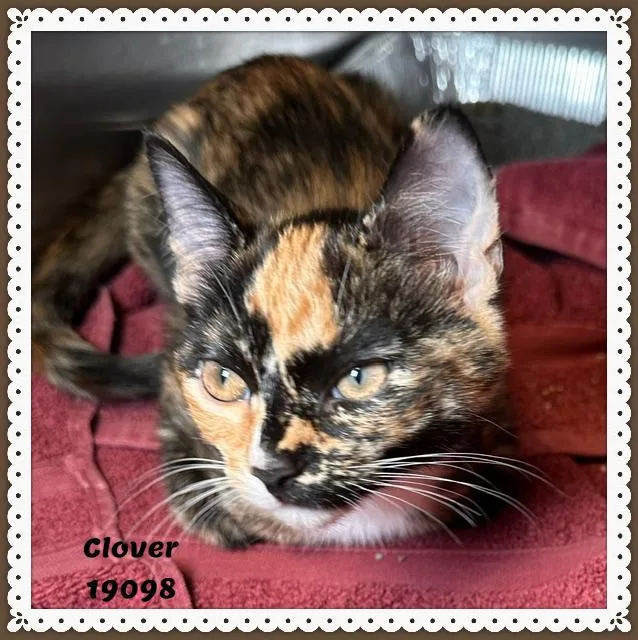 Clover thumbnail 5