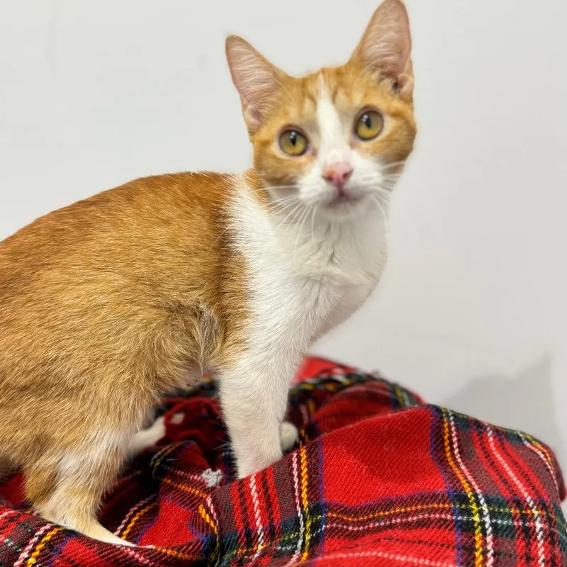 A baby small-sized female Orange / Red Domestic Short Hair cat named Georgie City Of Industry for adoption in Chino Hills, CA