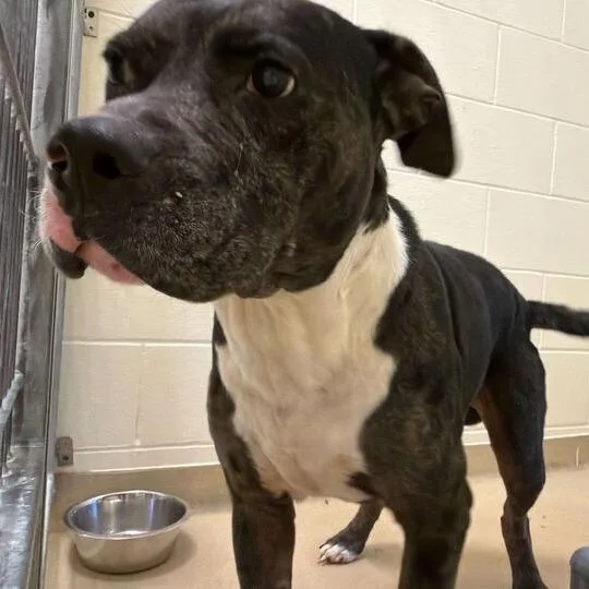 A senior large-sized male Black Mixed Breed dog named Scented Candle for adoption in Asheville, NC