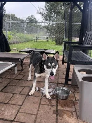 An adult medium-sized female Husky dog named Misha for adoption in Houston, TX