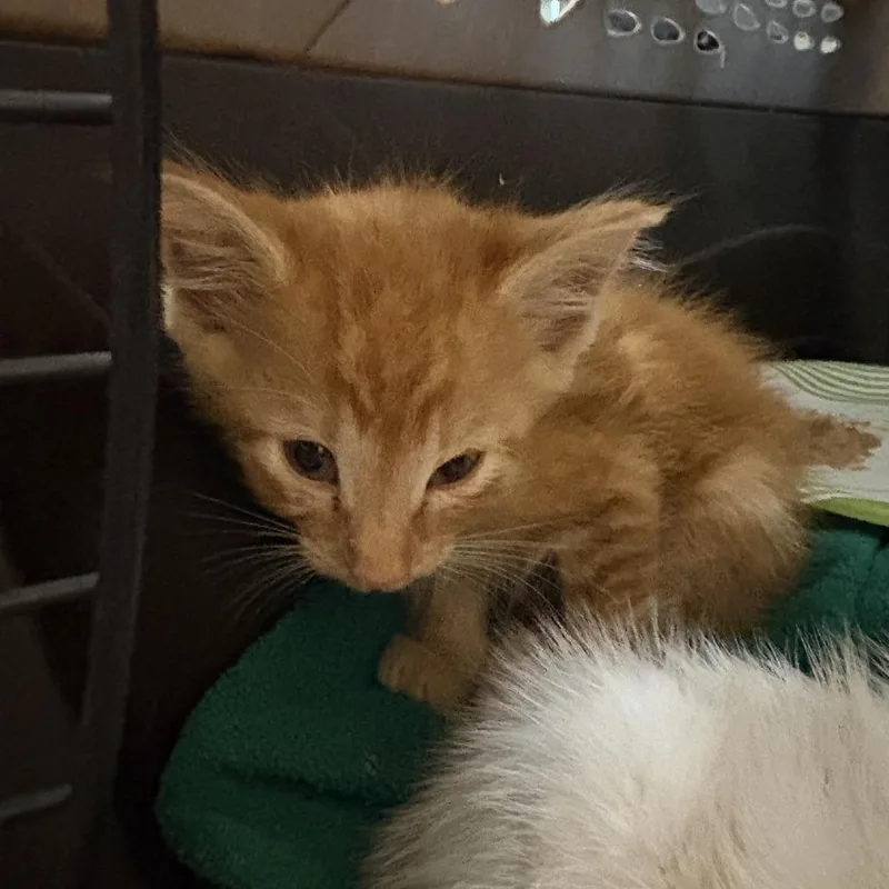 A baby small-sized male Orange / Red Domestic Short Hair cat named Sir Purr for adoption in Columbus, NC