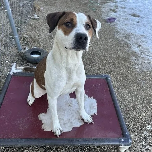 An adult large-sized female Tricolor (Brown, Black, & White) Pit Bull Terrier dog named Kelsey for adoption in Tremont, IL