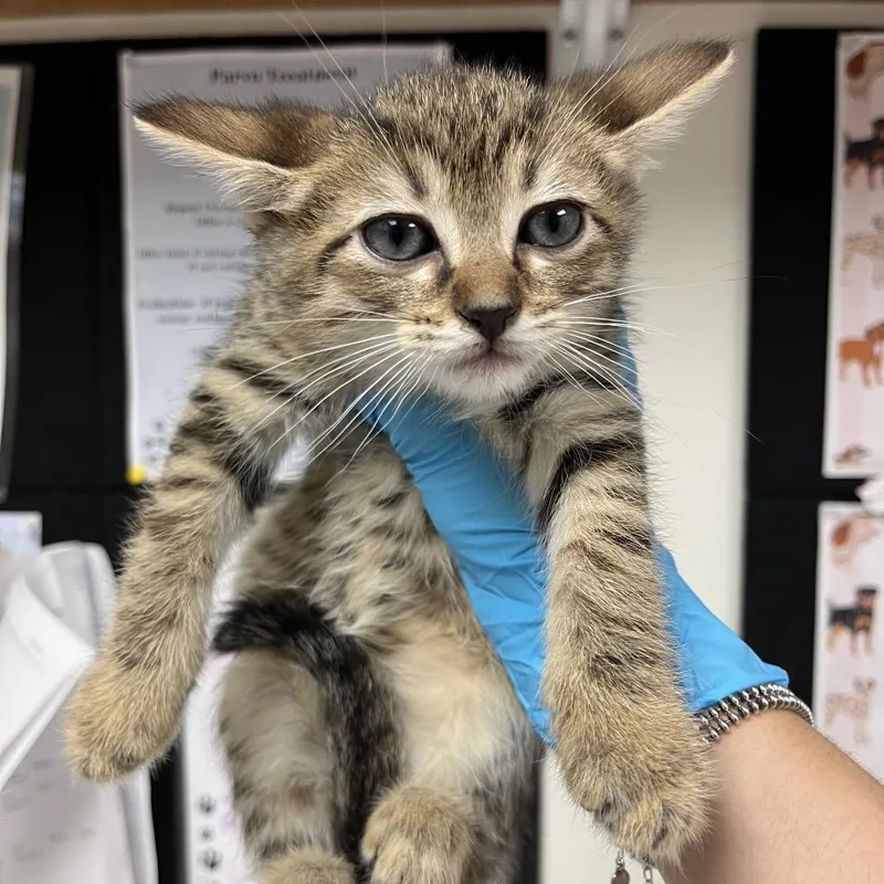 A baby small-sized male Brown / Chocolate Domestic Short Hair cat named Asher for adoption in Birmingham, AL