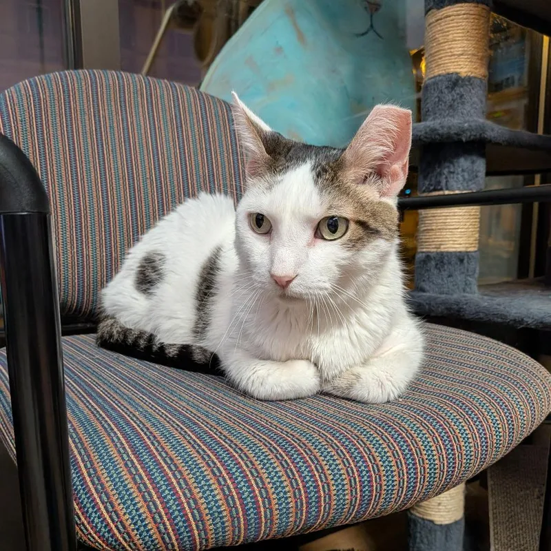 A senior large-sized male White Domestic Short Hair cat named Kiddles for adoption in Springfield, IL