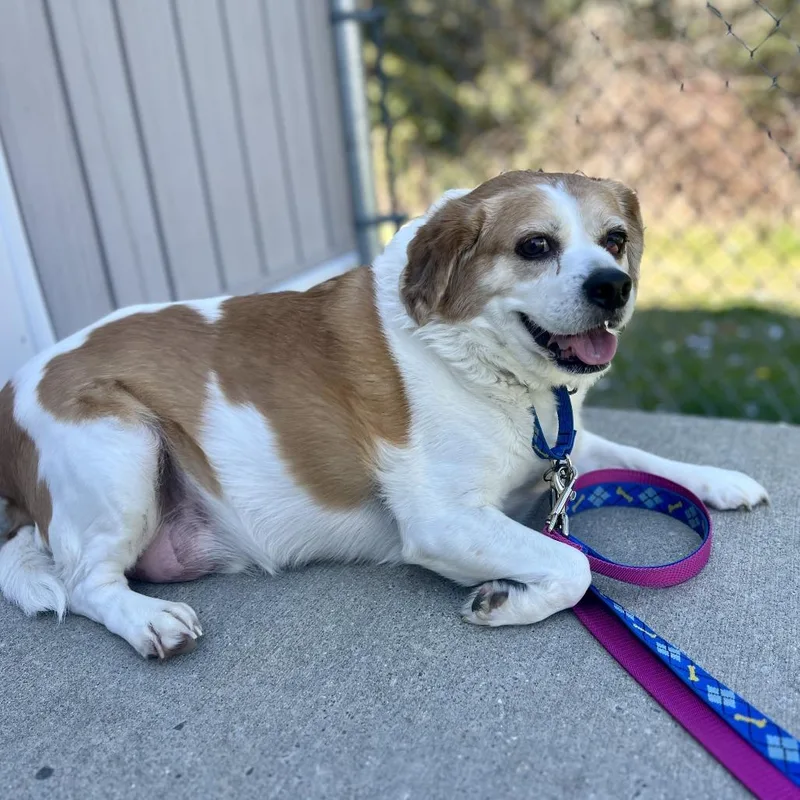 A senior medium-sized male Brown / Chocolate Beagle dog named Basil for adoption in Bedford, NH