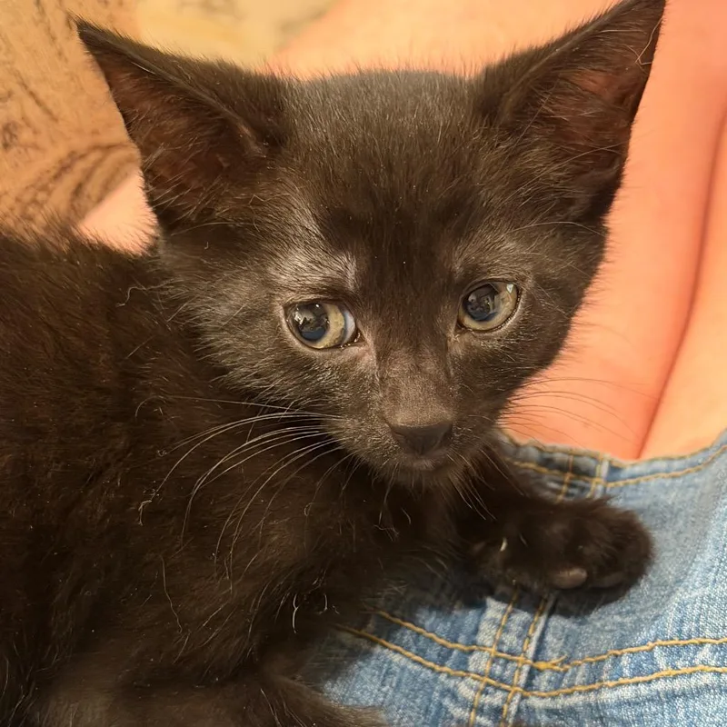A baby small-sized male Black Domestic Short Hair cat named Chocolate Cosmos for adoption in Gloucester, VA