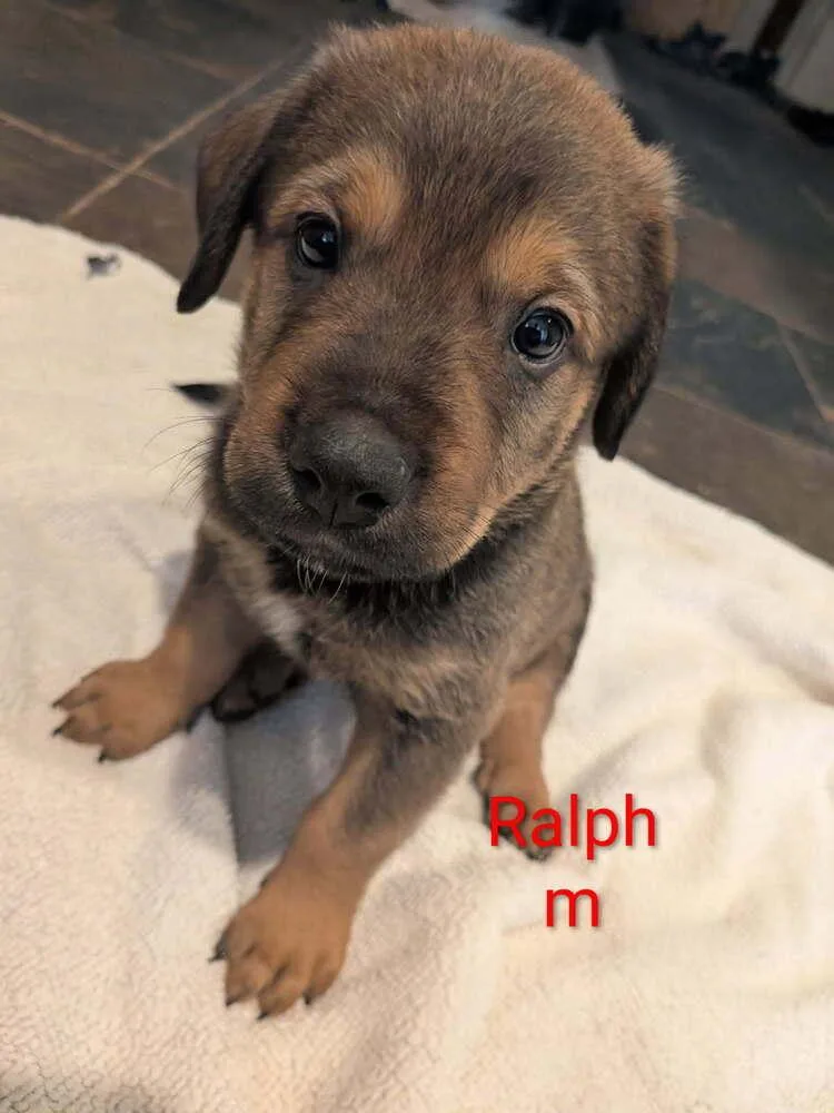 A baby small-sized male Tricolor (Brown, Black, & White) Labrador Retriever dog named Ralph Margot for adoption in Lakeland, FL