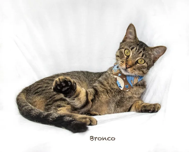 A young small-sized male Domestic Short Hair cat named Bronco for adoption in Hot Springs Village, AR