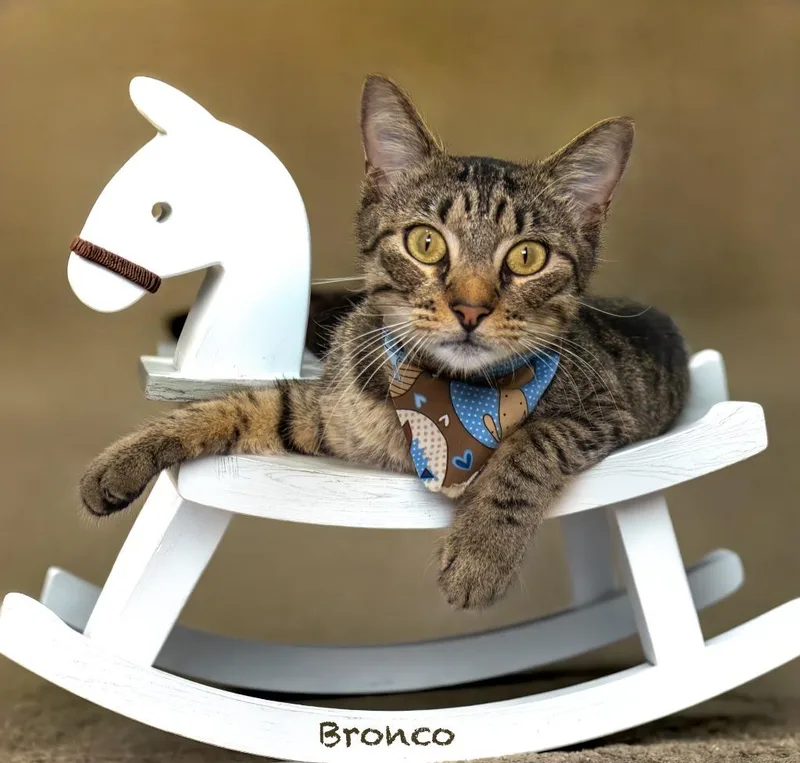 Bronco thumbnail 2