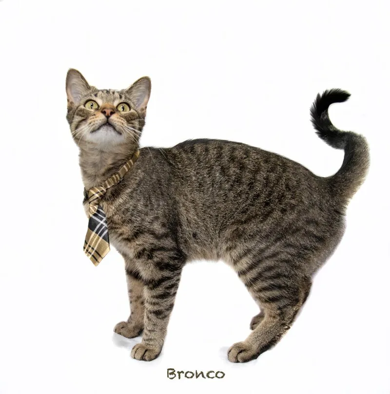 Bronco thumbnail 3