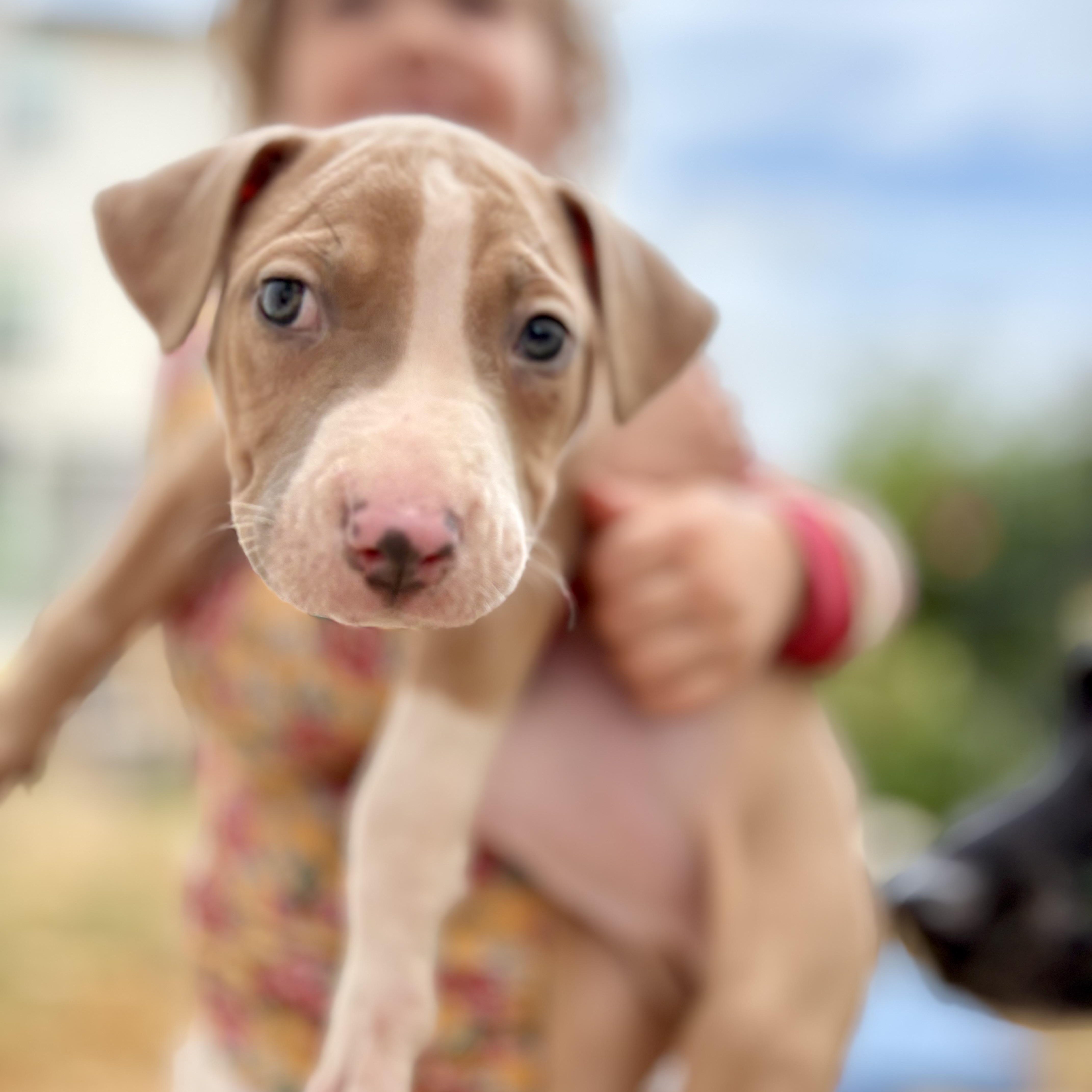 A baby medium-sized male Pit Bull Terrier dog named Biscuit for adoption in Martinez, CA