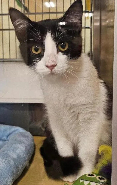 A young small-sized female Domestic Short Hair cat named Ducky for adoption in Tulsa, OK