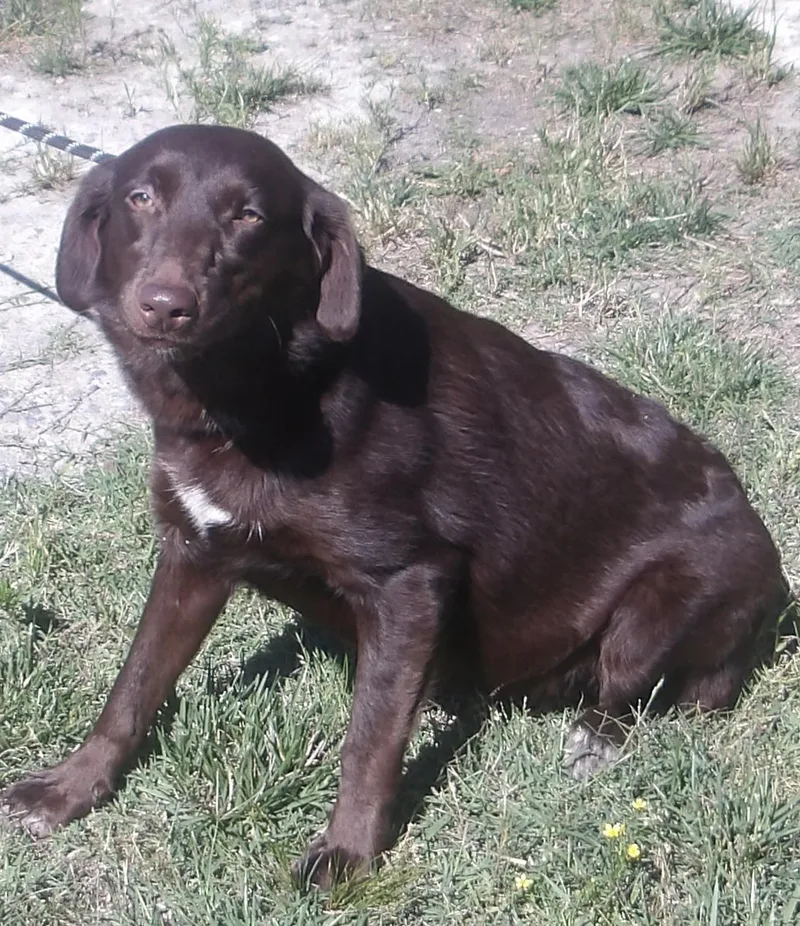 A young medium-sized female Labrador Retriever dog named Agave for adoption in Gloucester, VA