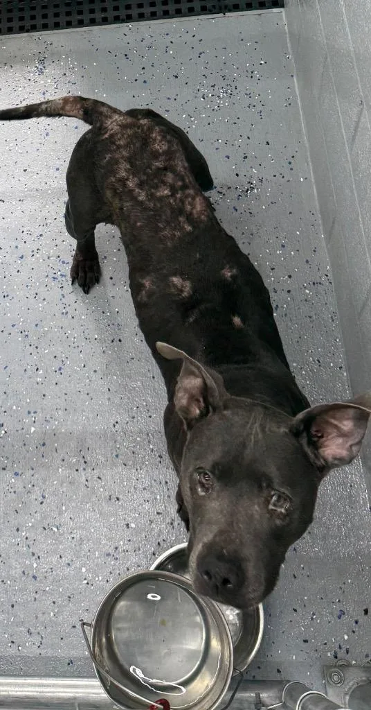 An adult medium-sized female Pit Bull Terrier dog named Willow for adoption in Greencastle, IN