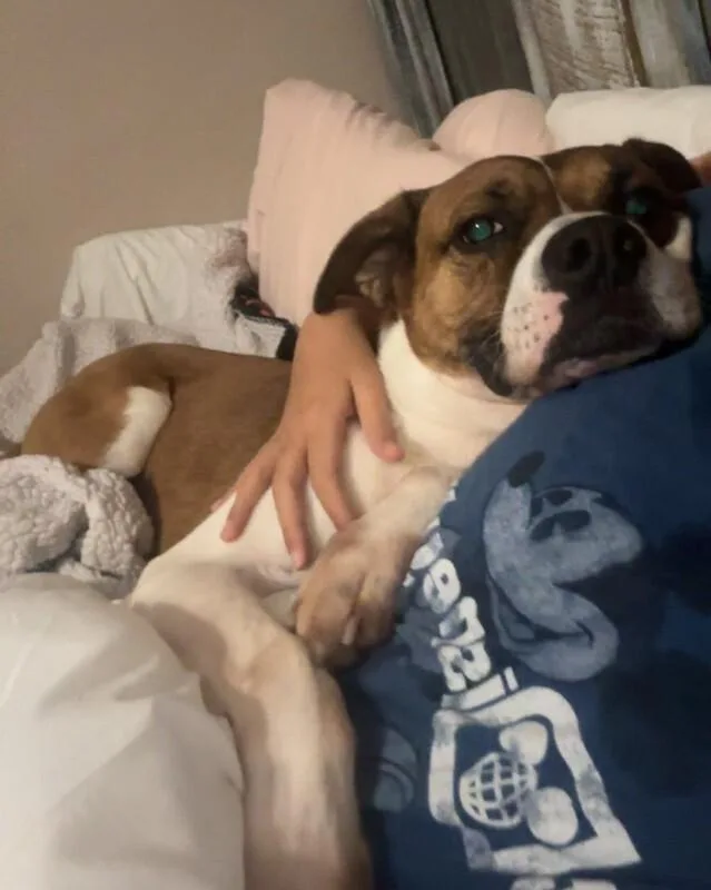 An adult medium-sized male Mixed Breed dog named Donny for adoption in Miamitown, OH