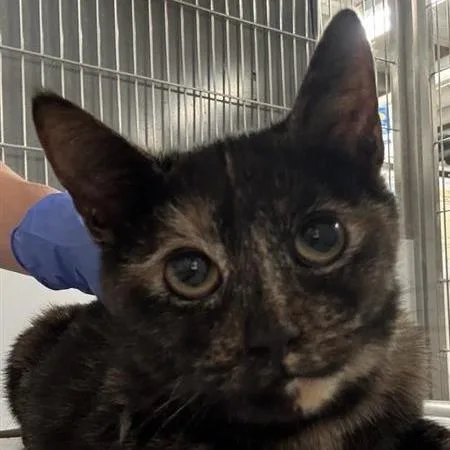 A young medium-sized female Tortoiseshell Domestic Short Hair cat named Tori for adoption in New York, NY