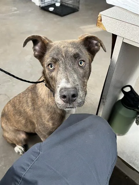 A young large-sized male Mixed Breed dog named Raul for adoption in Dallas, TX
