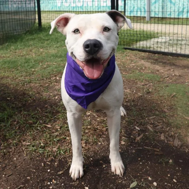 A young medium-sized male American Staffordshire Terrier dog named Buckaroo for adoption in San Antonio, TX
