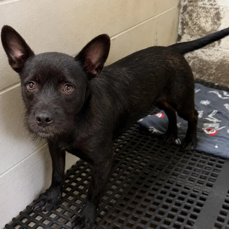 An adult medium-sized female Black Terrier dog named Darcy for adoption in Naples, FL