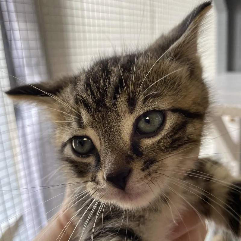 A baby small-sized female Brown / Chocolate Domestic Short Hair cat named Marzipan for adoption in Brownsboro, AL