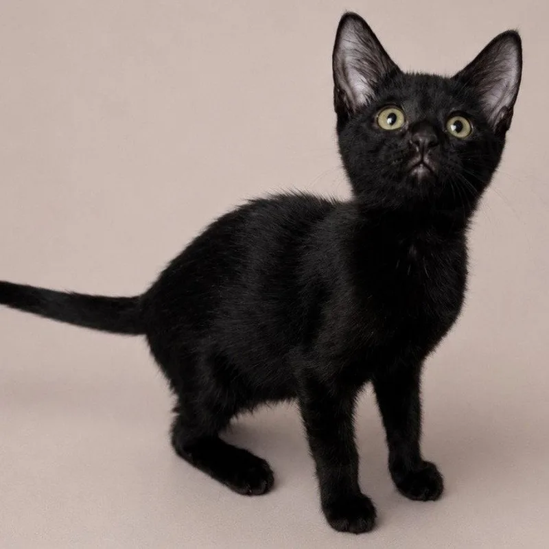 A baby medium-sized female Black Domestic Short Hair cat named Mandarin for adoption in Oviedo, FL
