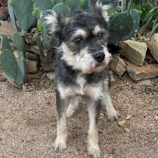 A young medium-sized female Gray / Blue / Silver Miniature Schnauzer dog named Remmington for adoption in Williston, VT