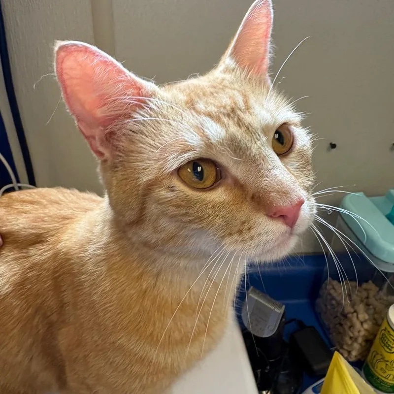 An adult medium-sized male Orange / Red Domestic Short Hair cat named Timon for adoption in Morrisville, VT