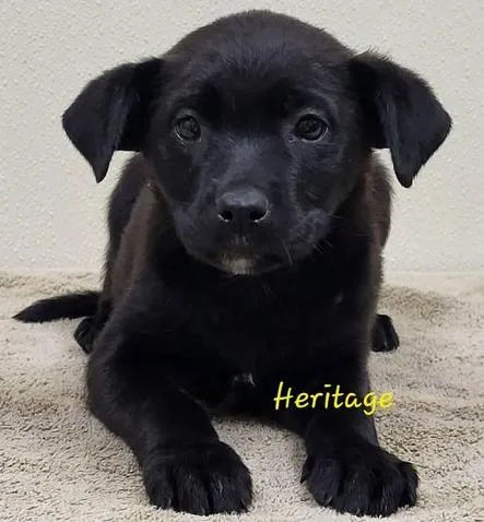A baby medium-sized female Black Mixed Breed dog named Heritage for adoption in Groveland, MA