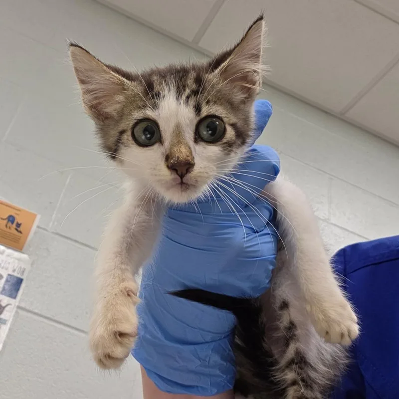 A baby small-sized male Brown / Chocolate Domestic Short Hair cat named Tito for adoption in Chattanooga, TN