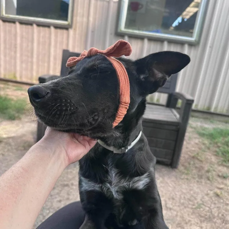A baby medium-sized female Black Shepherd dog named Patina for adoption in Pittsburgh, PA