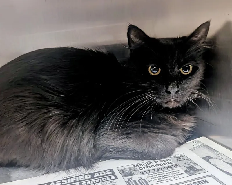 An adult extra large-sized male Tabby (Brown / Chocolate) Domestic Medium Hair cat named Slinky for adoption in Springfield, IL