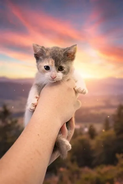A baby small-sized female Domestic Short Hair cat named Winnie for adoption in Belleville, IL