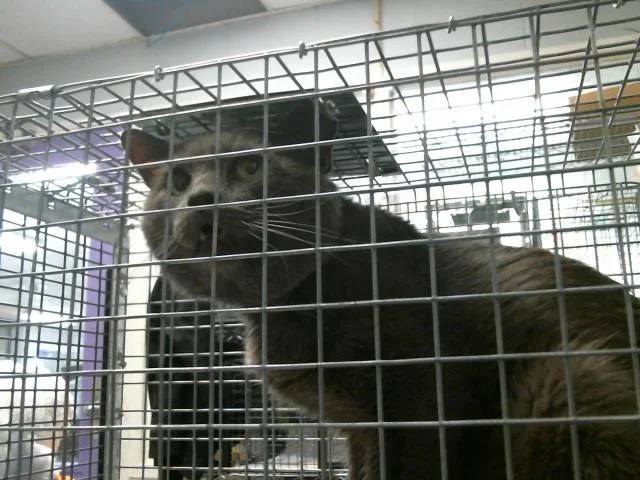 An adult large-sized male Russian Blue cat named Lucas for adoption in Houston, TX