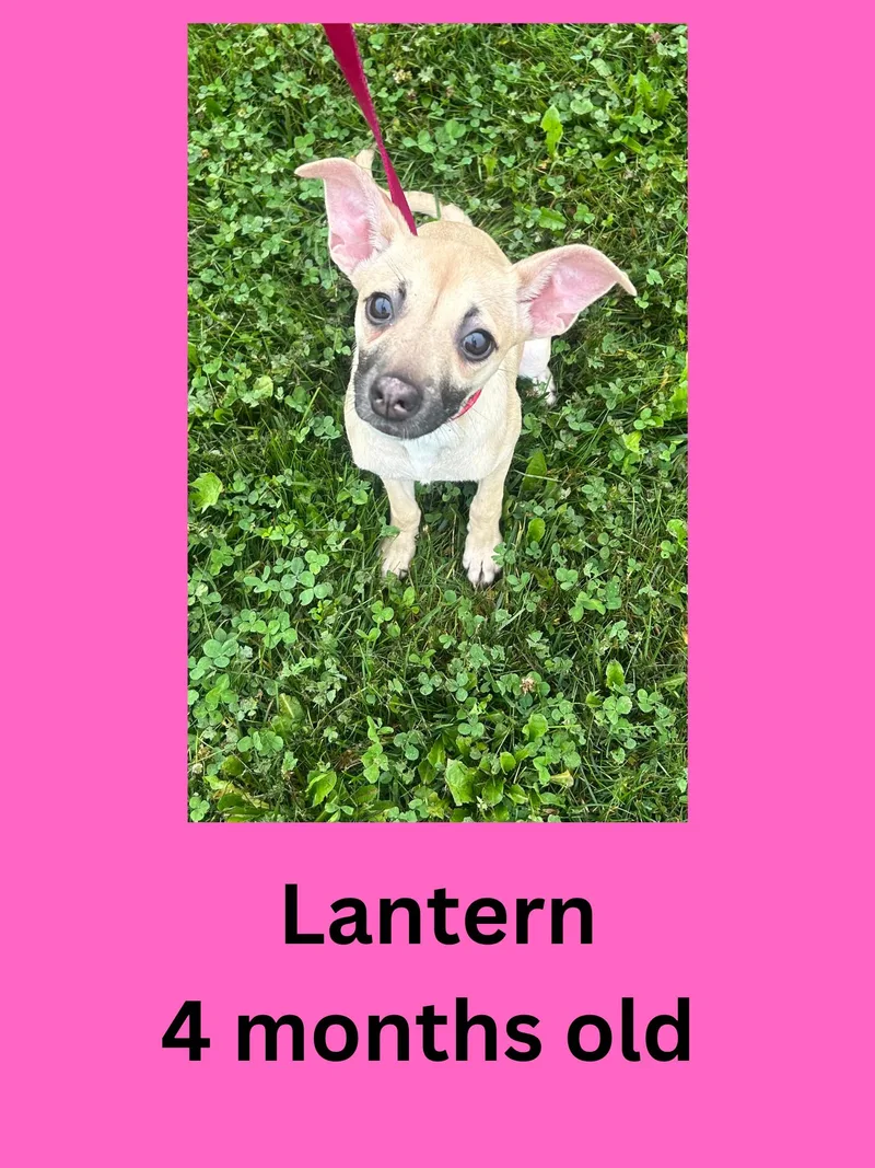 A young small-sized female Yellow / Tan / Blond / Fawn Terrier dog named Lantern for adoption in Ravenna, OH