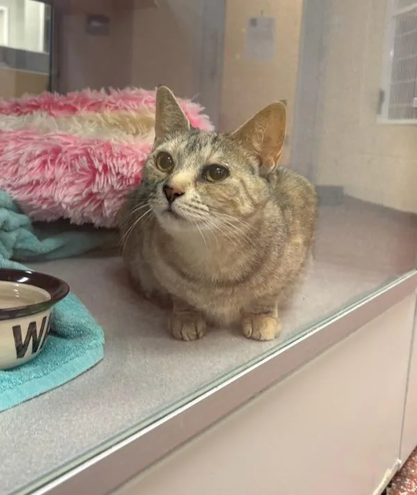 An adult small-sized female Domestic Short Hair cat named Pikol for adoption in Stratham, NH