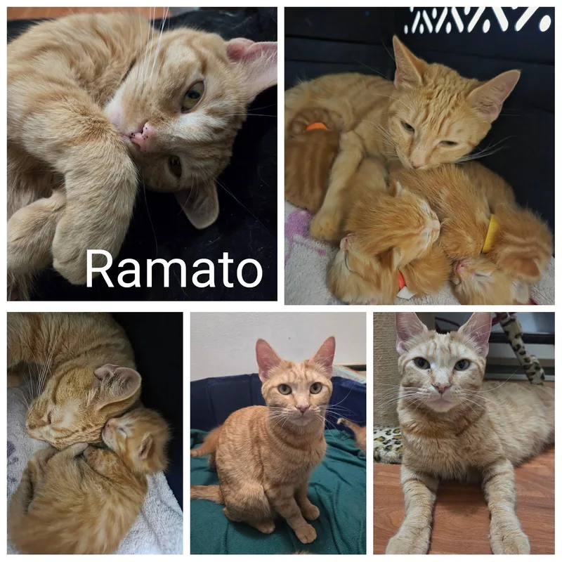 An adult medium-sized female Orange & White Domestic Short Hair cat named Ramato for adoption in Newberg, OR