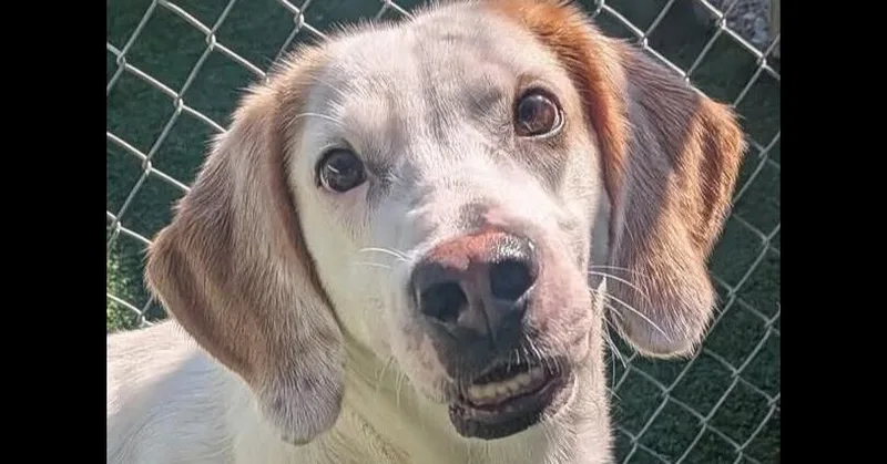 An adult medium-sized male Hound dog named Stuckey for adoption in Youngsville, NC