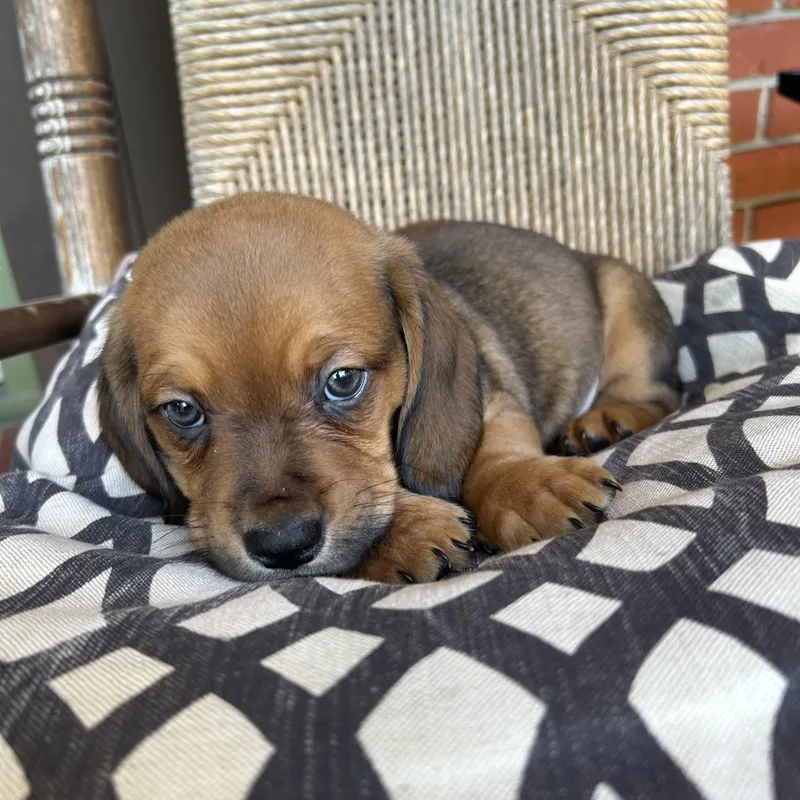 A baby medium-sized male Basset Hound dog named Redford for adoption in Fosters, AL