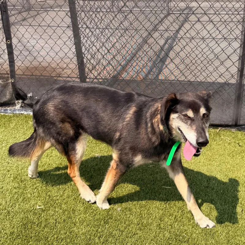 An adult large-sized female Black Golden Retriever dog named Tilly for adoption in Idaho Falls, ID