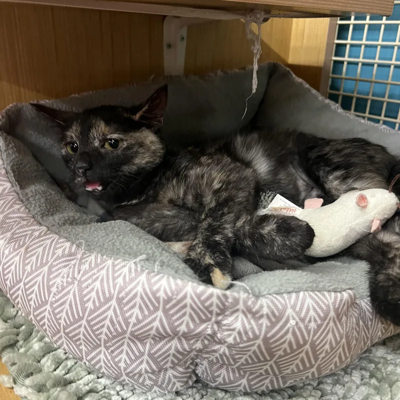 A young small-sized female Tortoiseshell Domestic Short Hair cat named Mary for adoption in Manhattan, KS