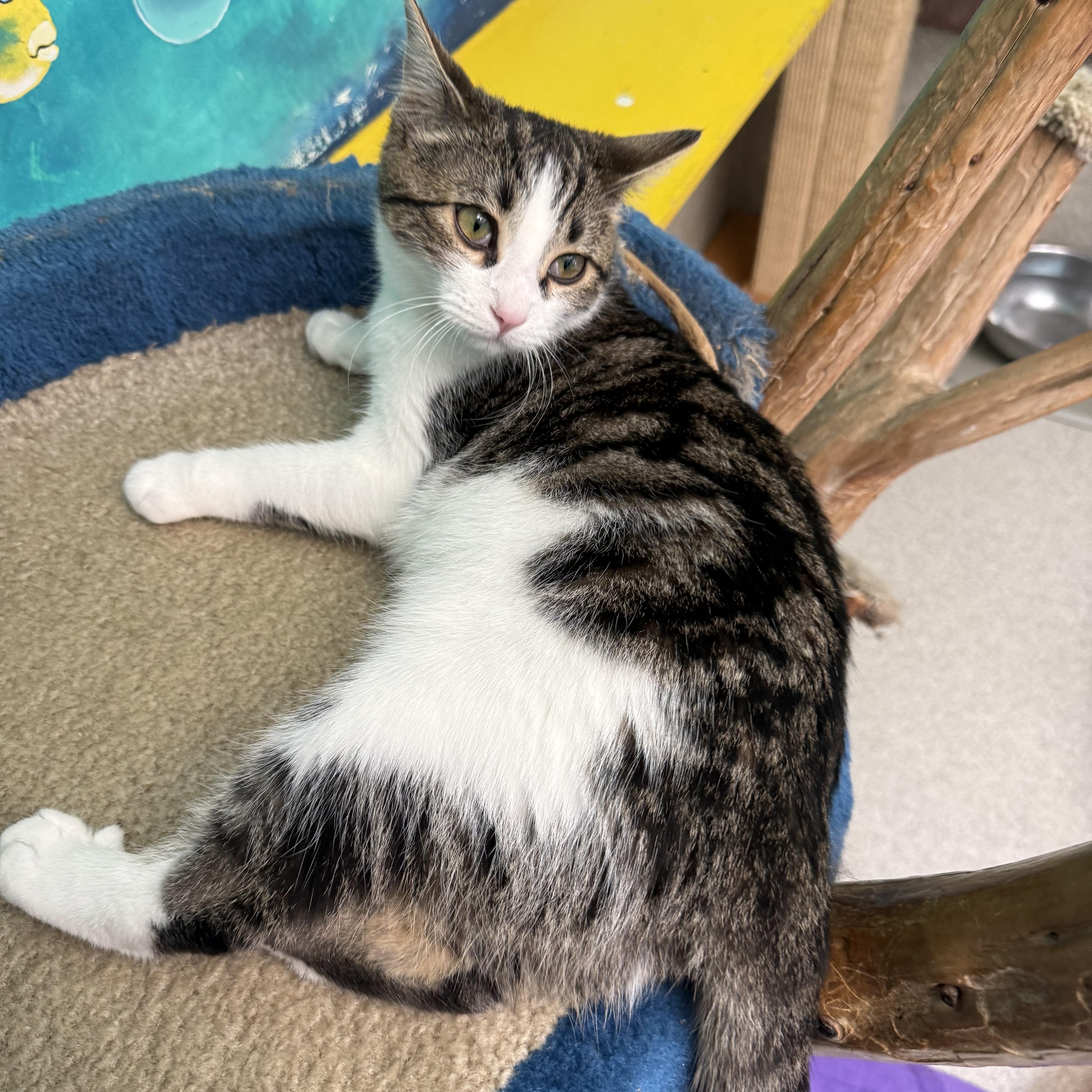 Catticus Finch thumbnail 2