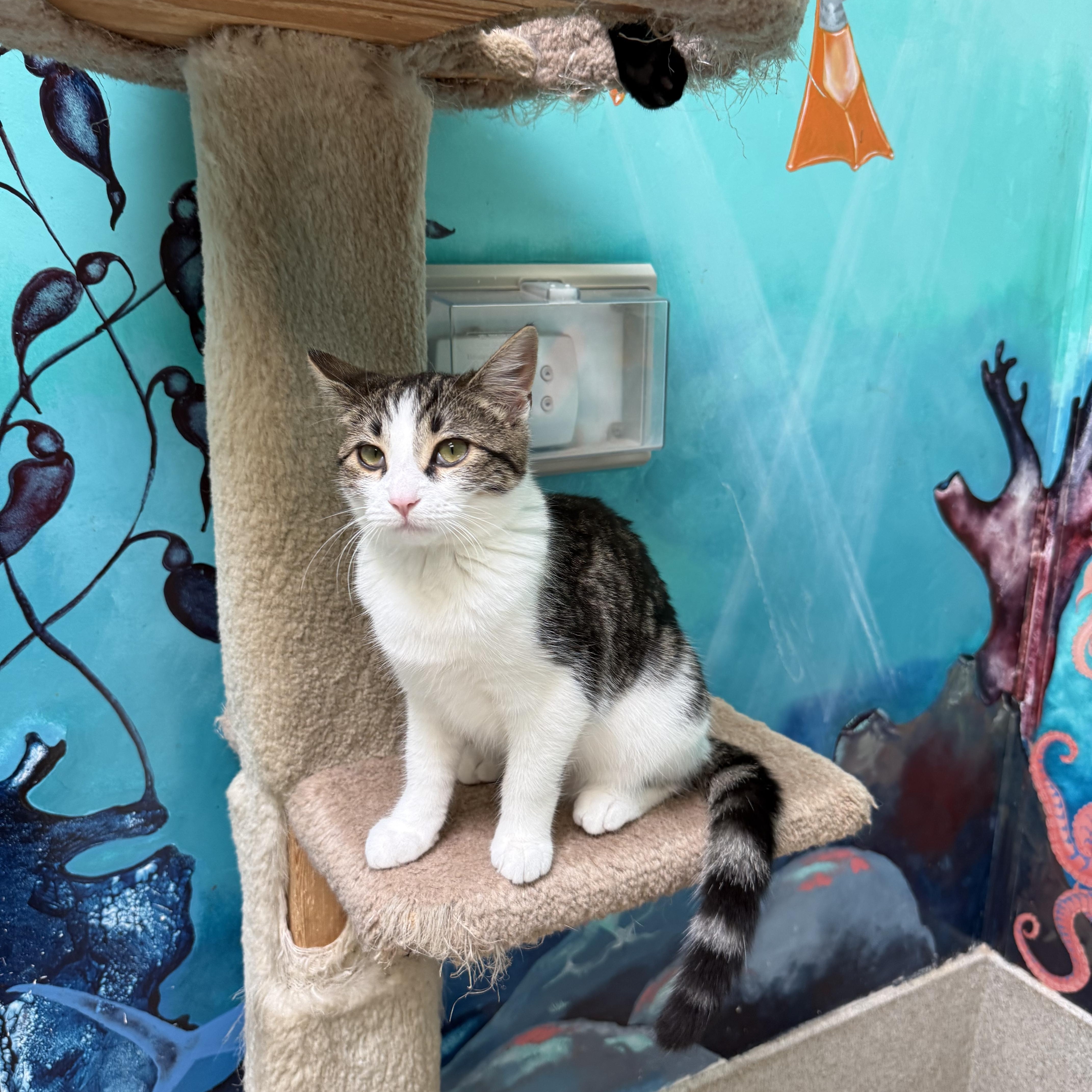 Catticus Finch thumbnail 3