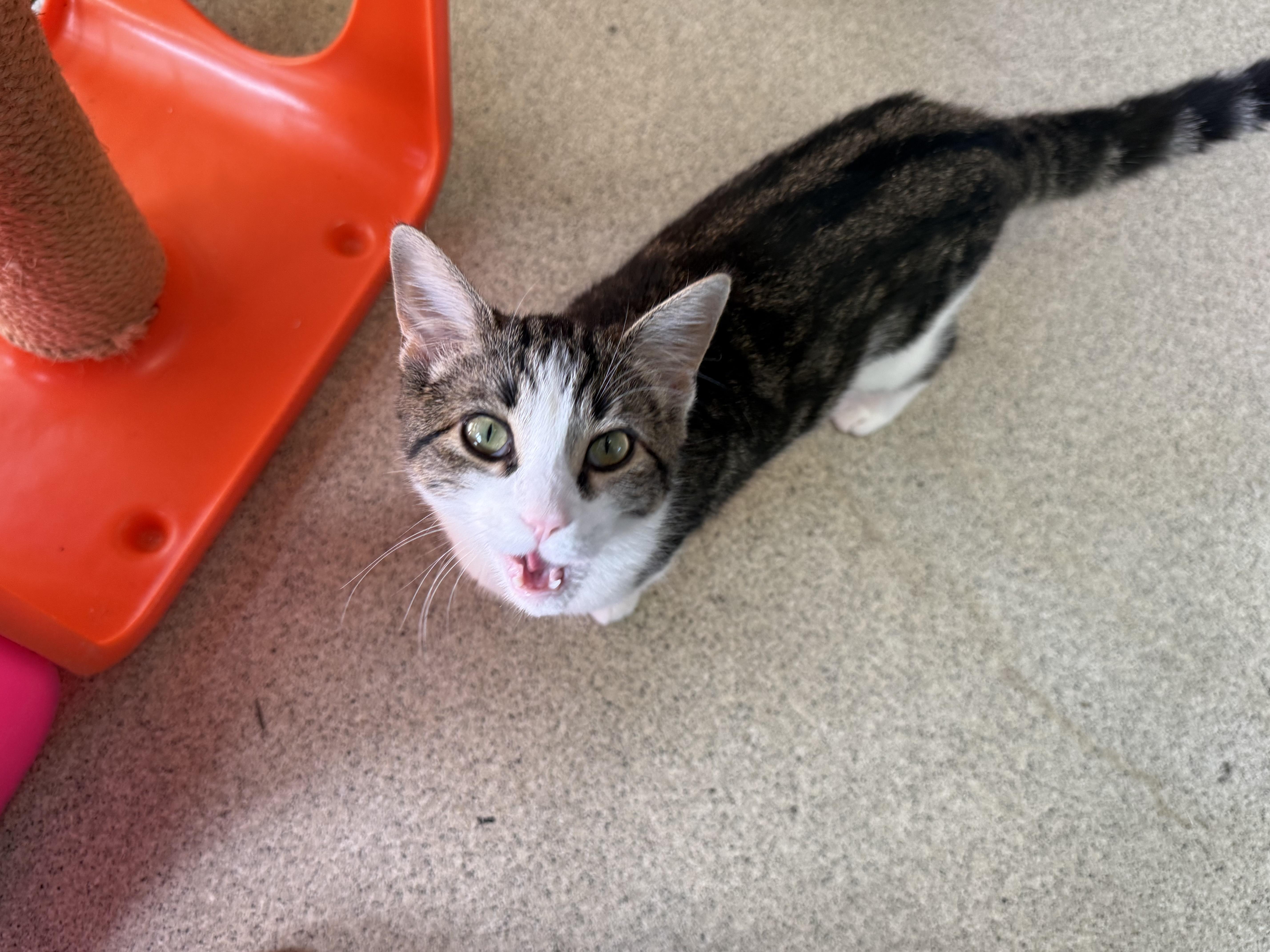 Catticus Finch thumbnail 4